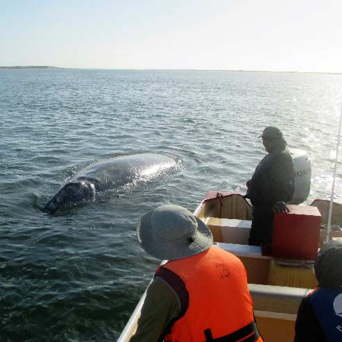 This is just a baby! The Whales Usually come right to the boat if they are not crowded. We often get to touch them.