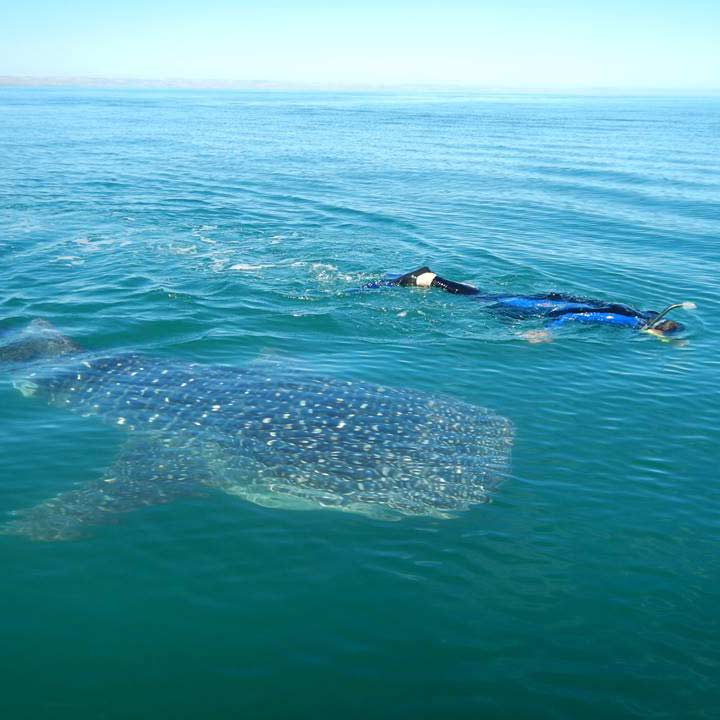 Just a baby! Most of our Whale Sharks are between 3 to 6 meters in length.